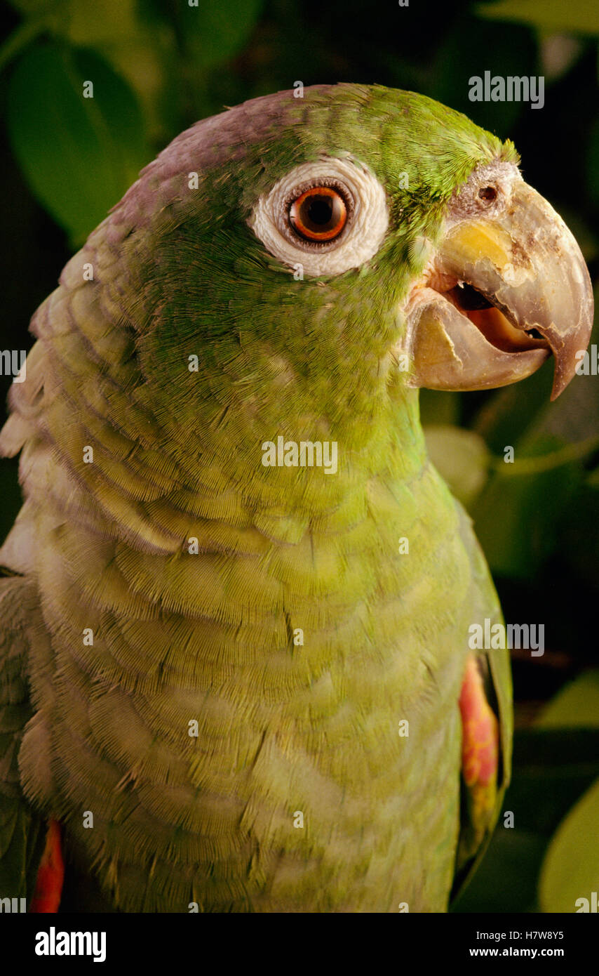 Mealy Parrot (Amazona farinosa) portrait, Amazon ecosystem, Brazil Stock Photo