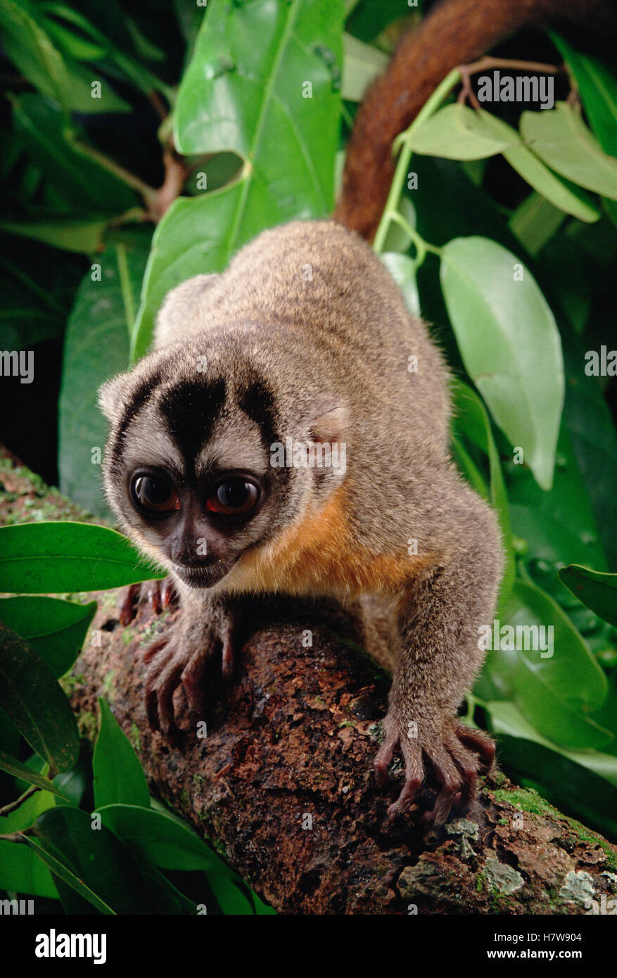 Northern Night Monkey (Aotus trivirgatus) portrait, Amazon ecosystem ...