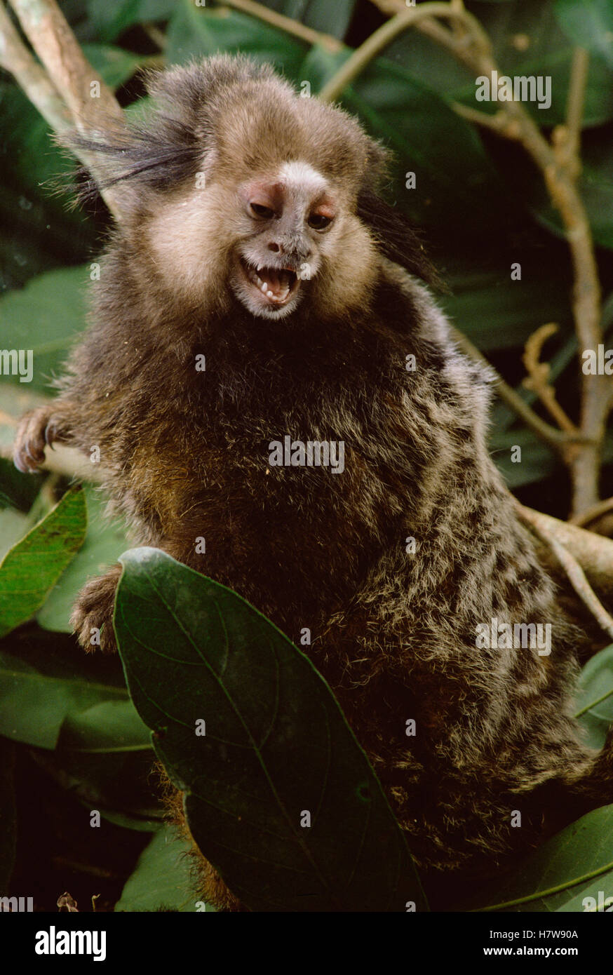 Kuhl's Marmoset (Callithrix kuhlii) portrait, Atlantic Forest ecosystem