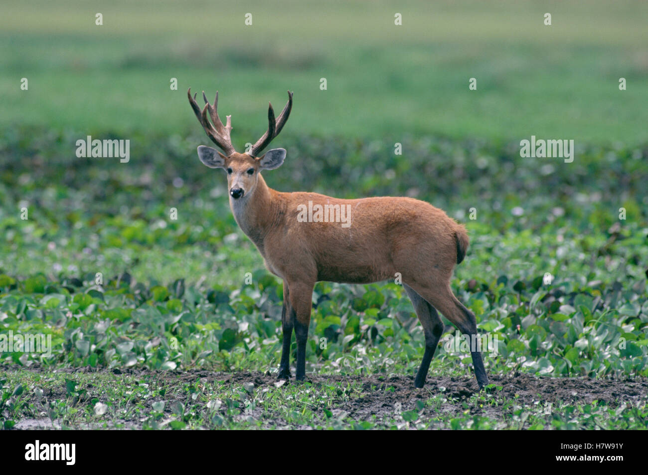 Marsh Deer Blastocerus Dichotomus Male Pantanal Brazil Stock Photo marsh-deer-blastocerus-dichotomus-male-pantanal-brazil-stock-photo