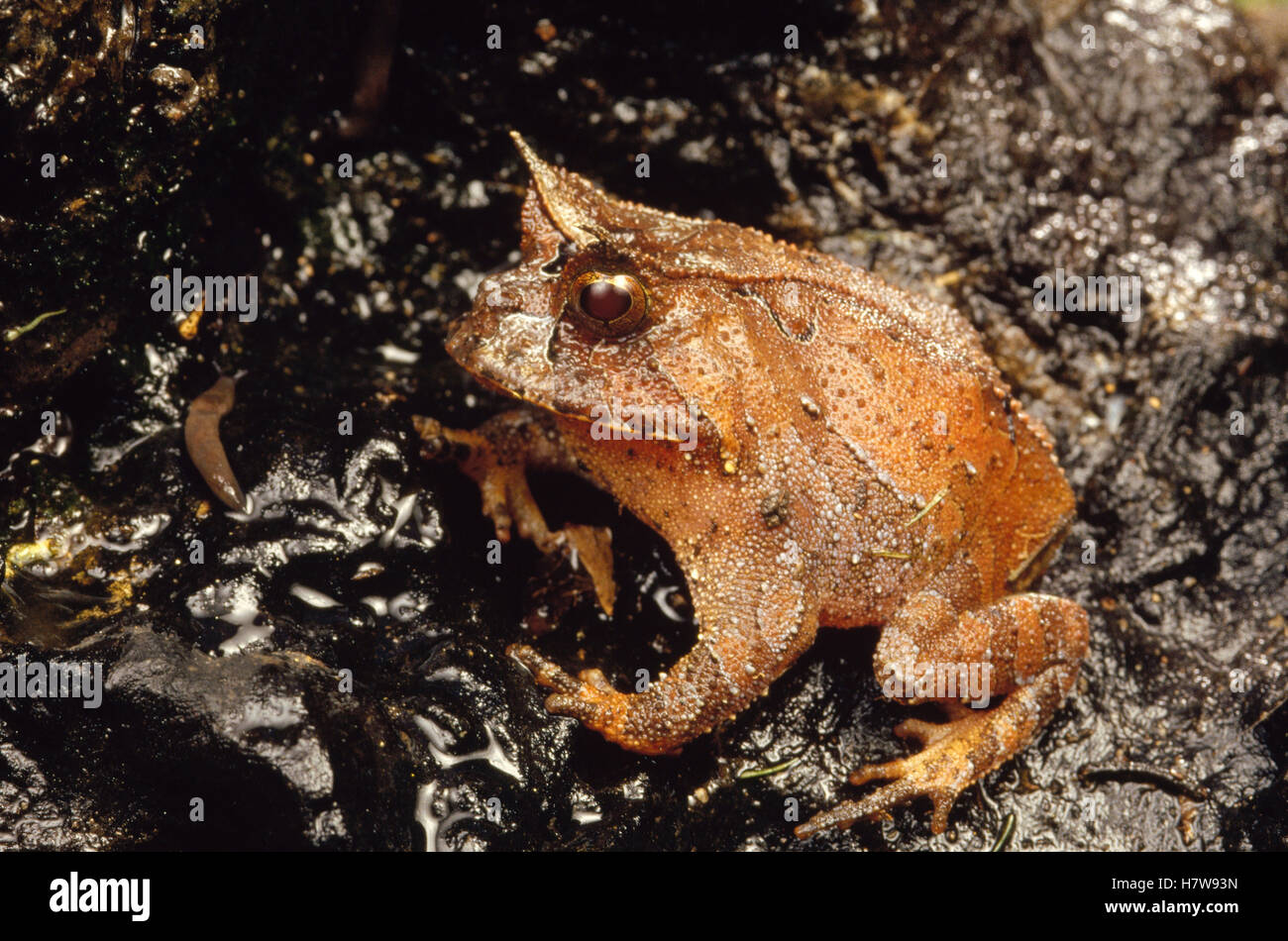 Bahia Smooth Horned Frog (Proceratophrys boiei) portrait on forest ...