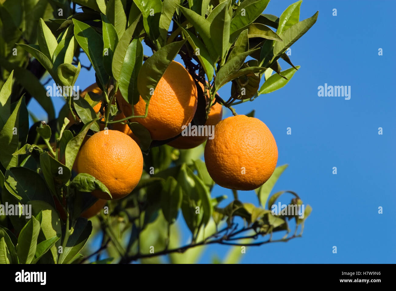 Sweet Orange (Citrus sinensis) fruit, Greece Stock Photo Alamy