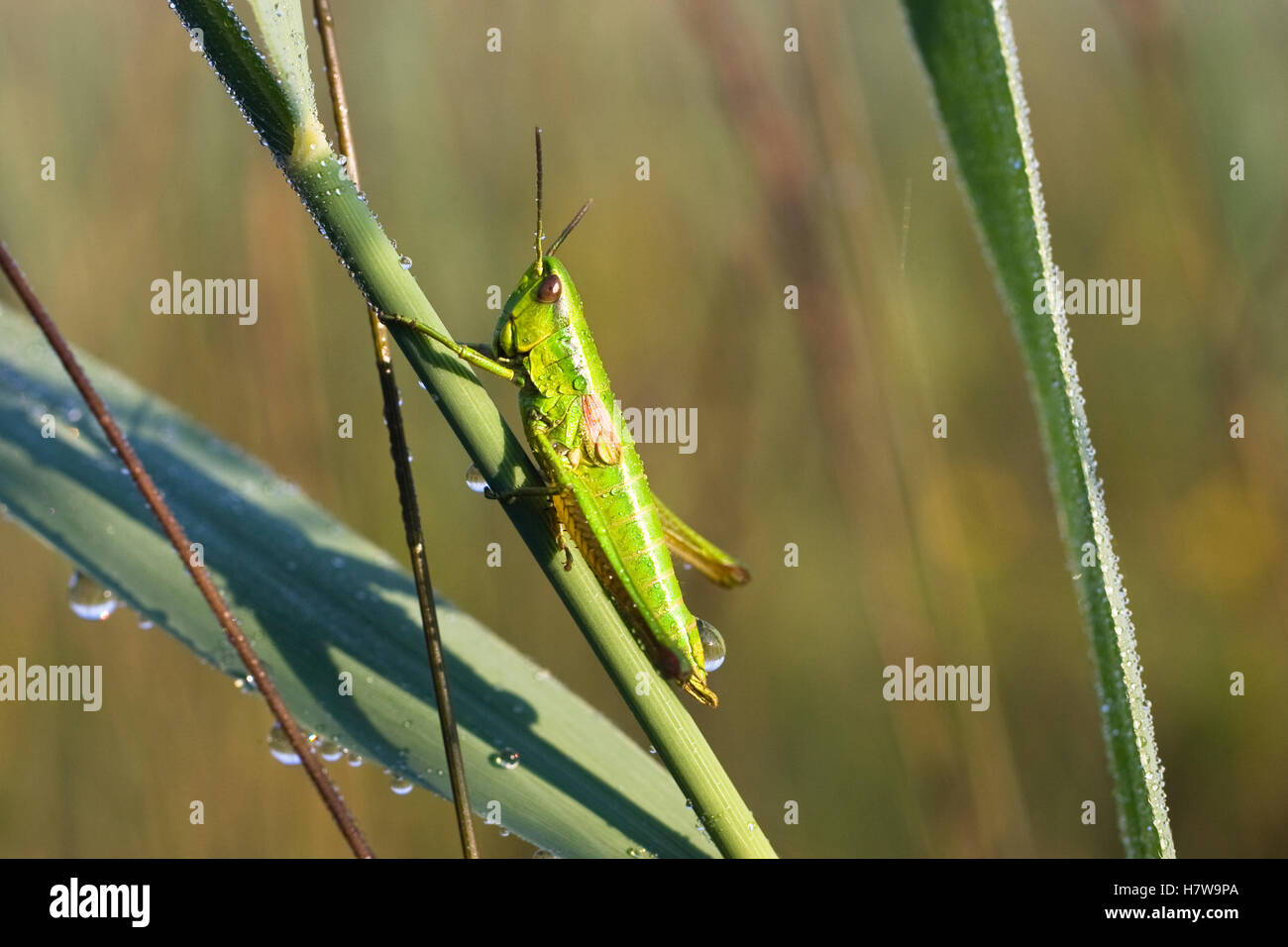 Short-horned Grasshopper (Chrysochraon brachyptera) female, Germany Stock Photo