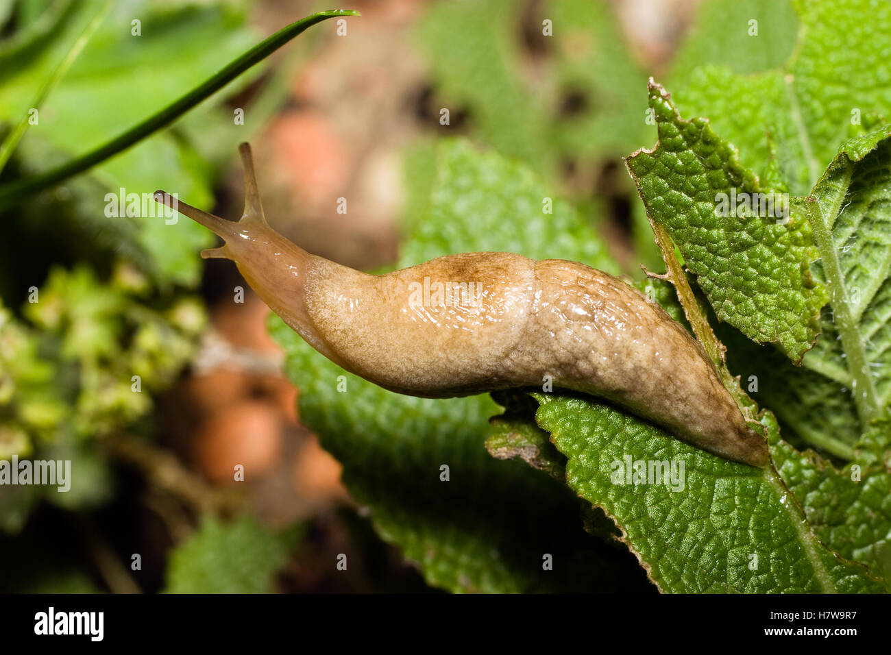 Grey Garden Slug (Deroceras reticulatum), Bavaria, Germany Stock Photo ...