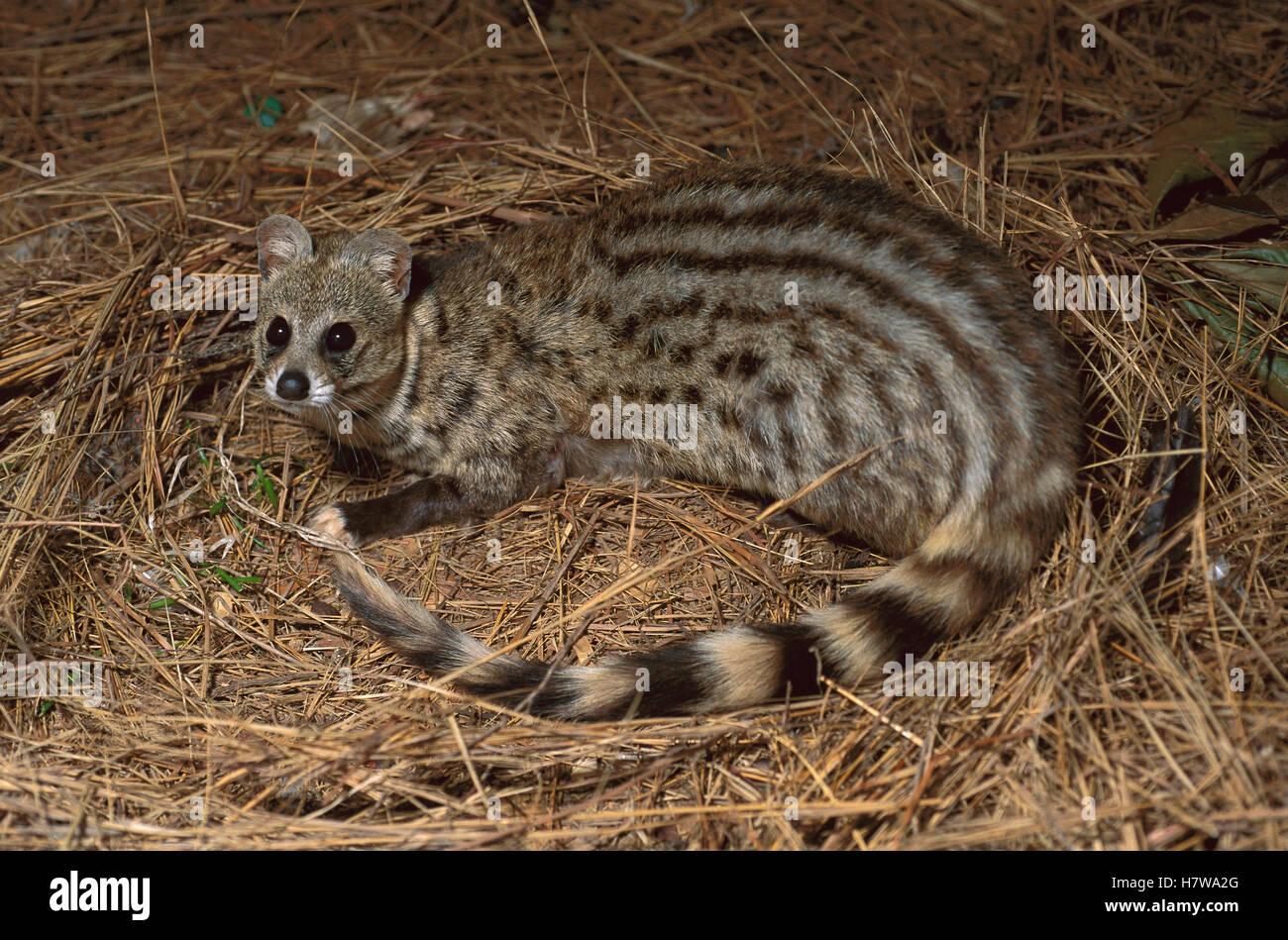 Large-spotted Genet (Genetta tigrina), South Africa Stock Photo