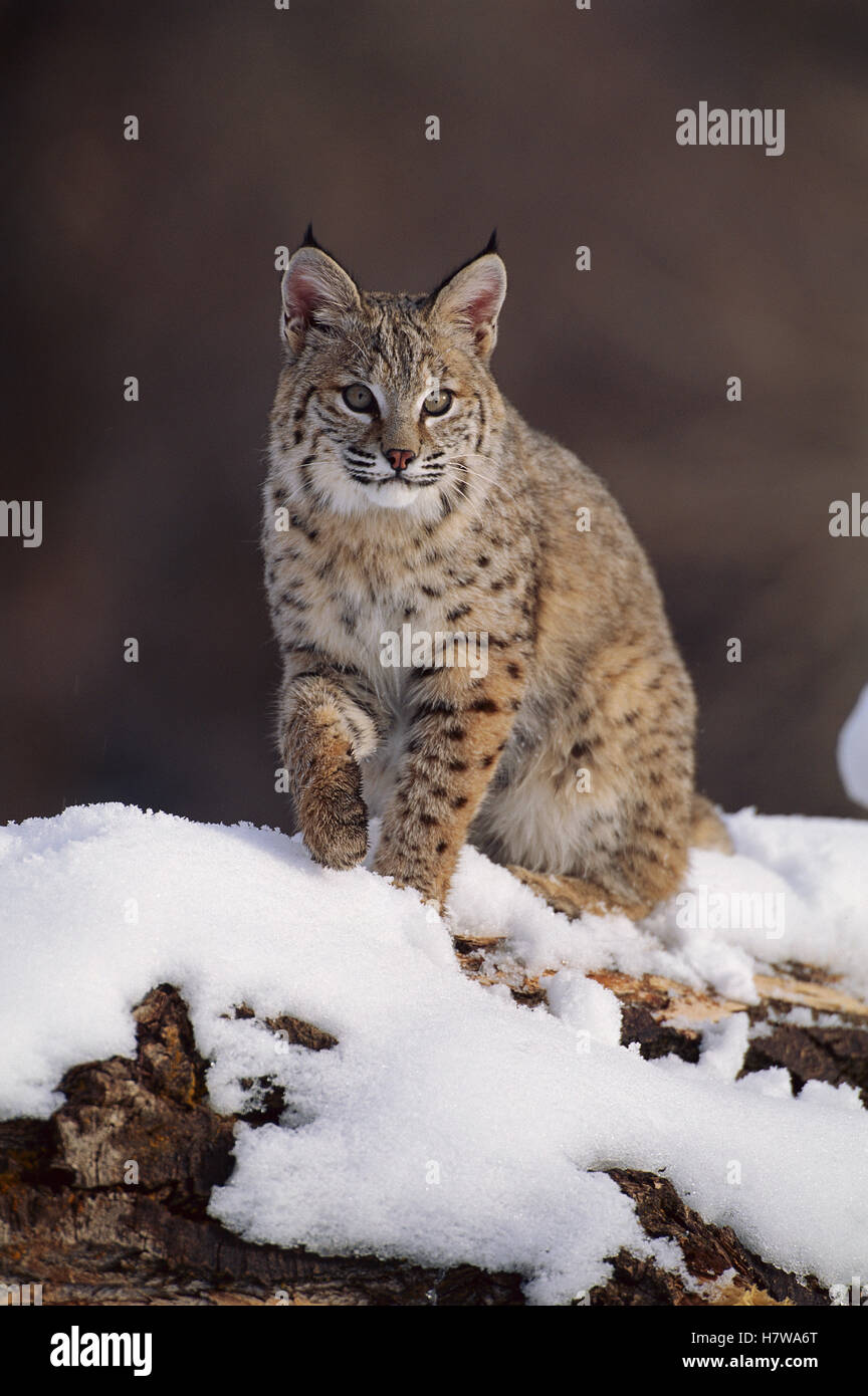 Bobcat (Lynx rufus), Uinta National Forest, Utah Stock Photo Alamy