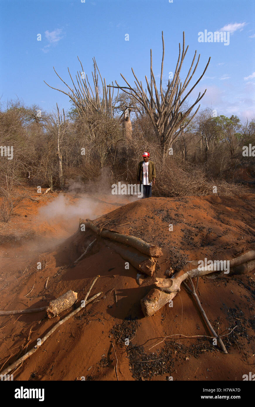 Malagasy man making charcoal in unprotected forest, Madagascar Stock ...