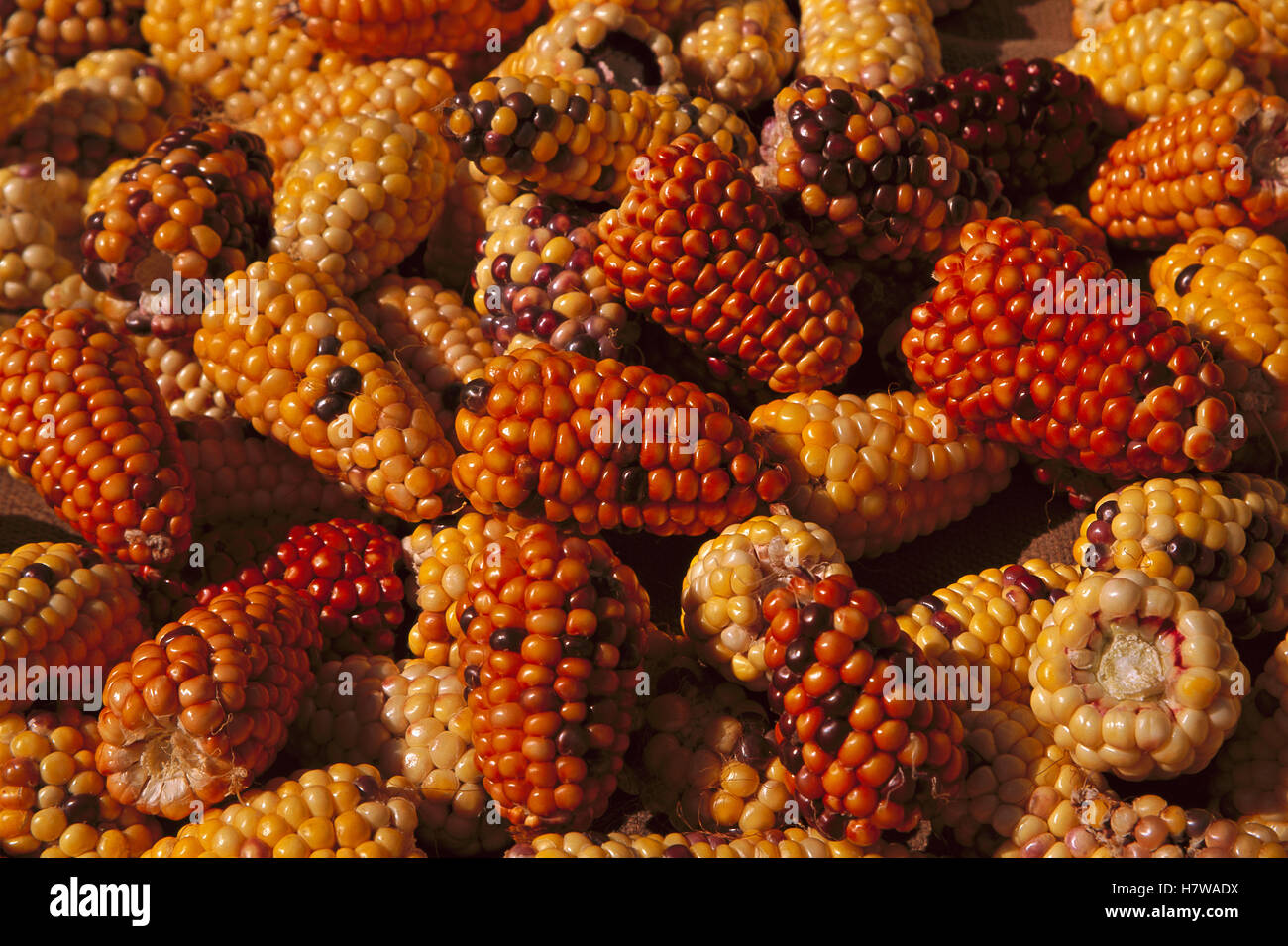 Corn cobs drying after harvest, Nepal Stock Photo Alamy