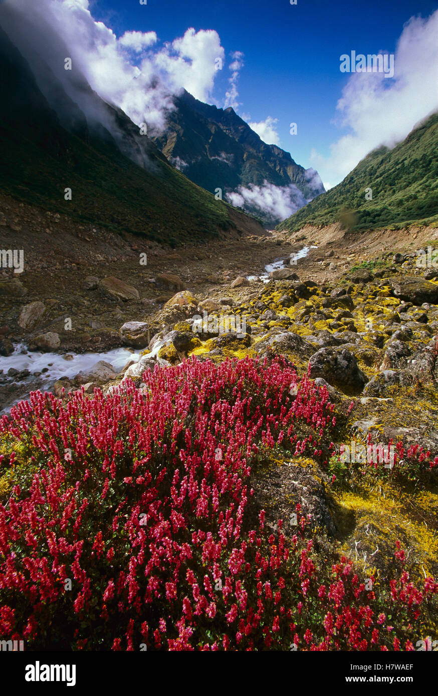 Alpine flowers and Hinku Khola River, Makalu-Barun National Park, Nepal Stock Photo