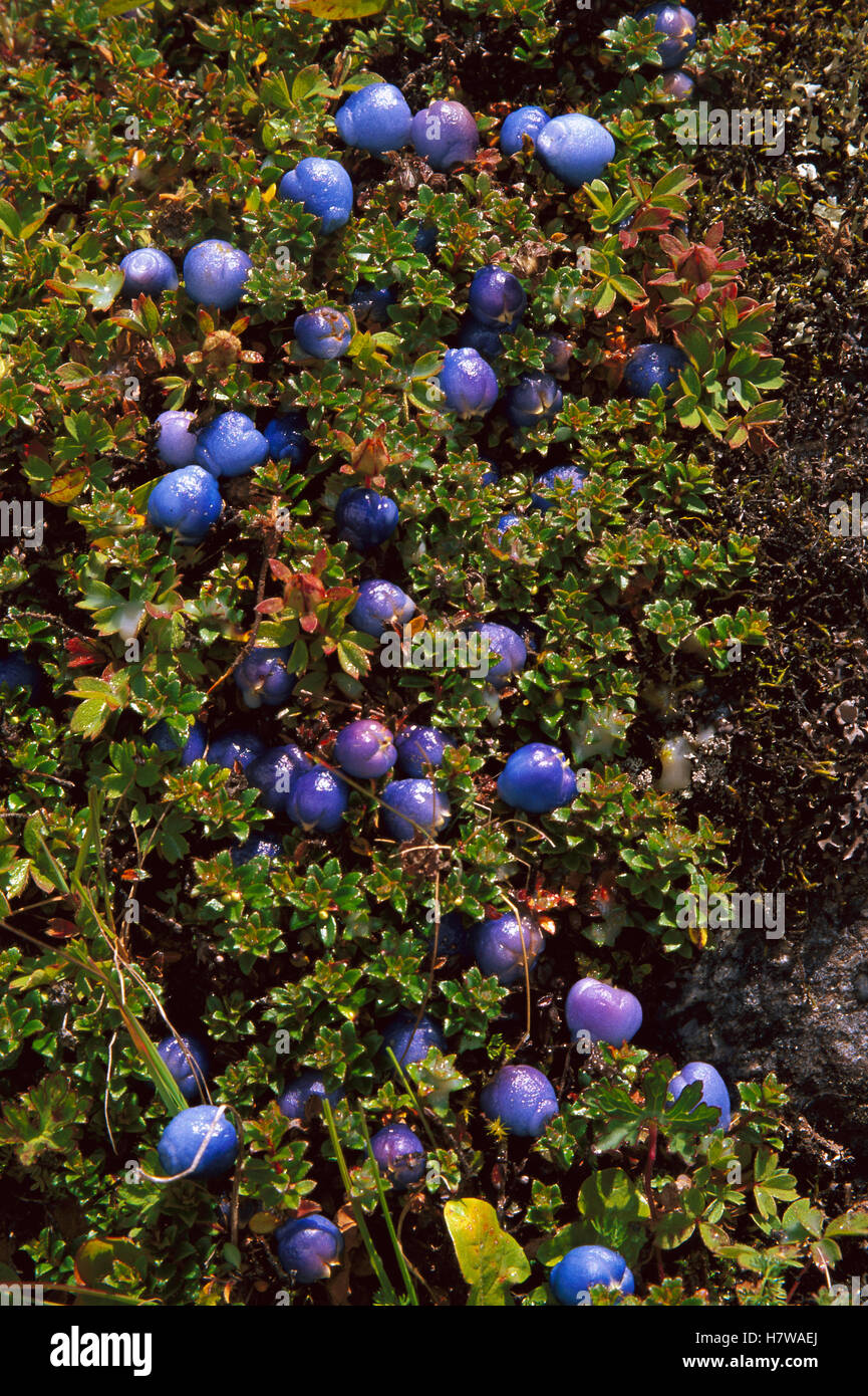 Snowberry (Gaultheria sp) cluster, Hinku Valley, Makalu-Barun National Park, Nepal Stock Photo