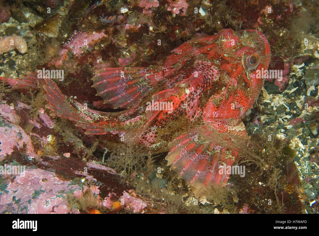 Red Irish Lord (Hemilepidotus hemilepidotus) hiding in a crevice