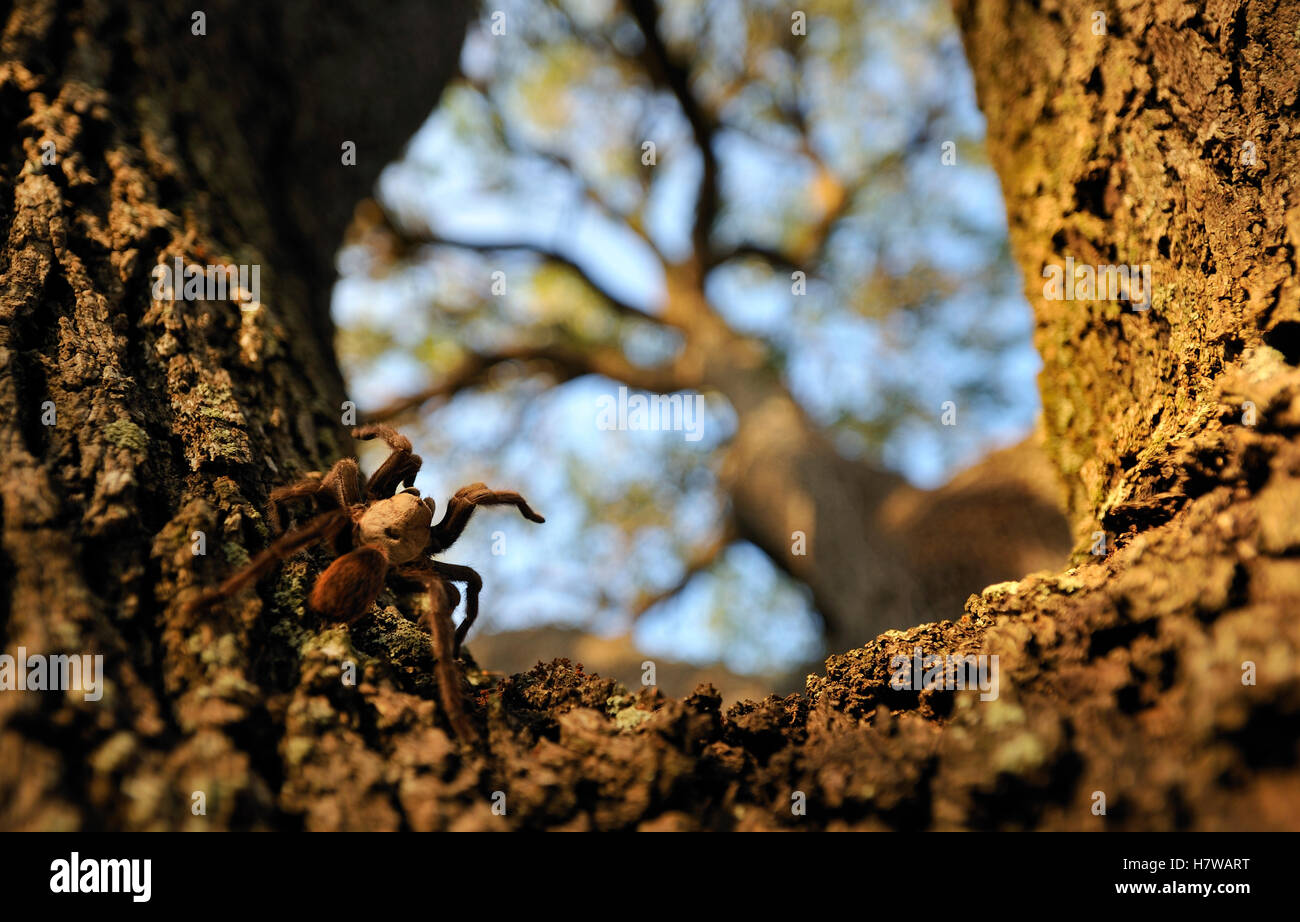 Tarantula Infested Tree Texas Brown Tarantula (Aphonopelma hentzi) on tree trunk, George West ...