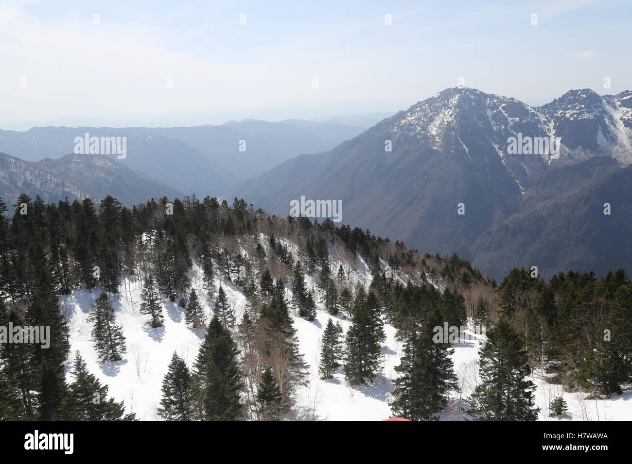 Top view pine tree hi-res stock photography and images - Alamy