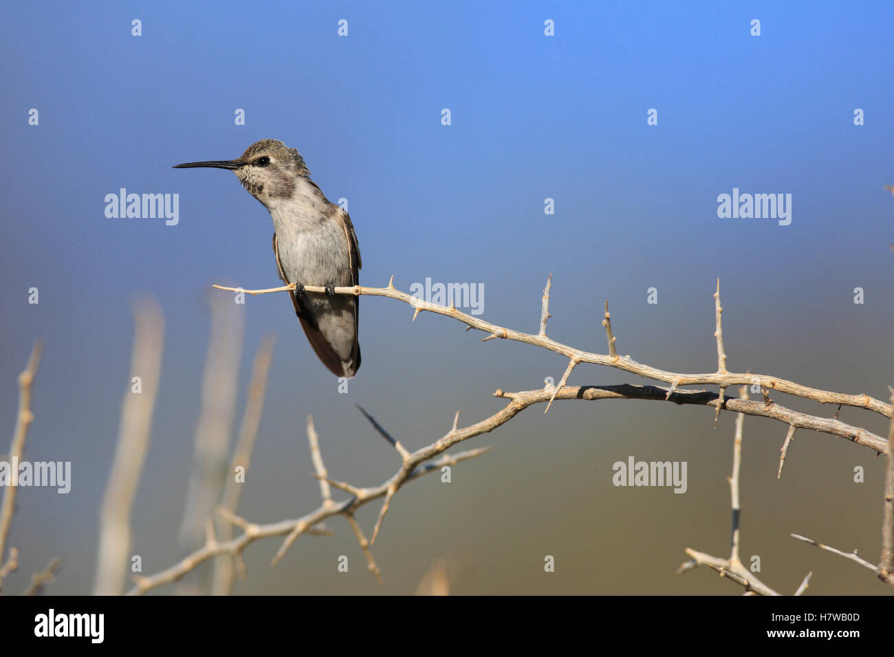 Black-chinned Hummingbird (Archilochus alexandri), El Vizcaino Biosphere Reserve, Mexico Stock Photo
