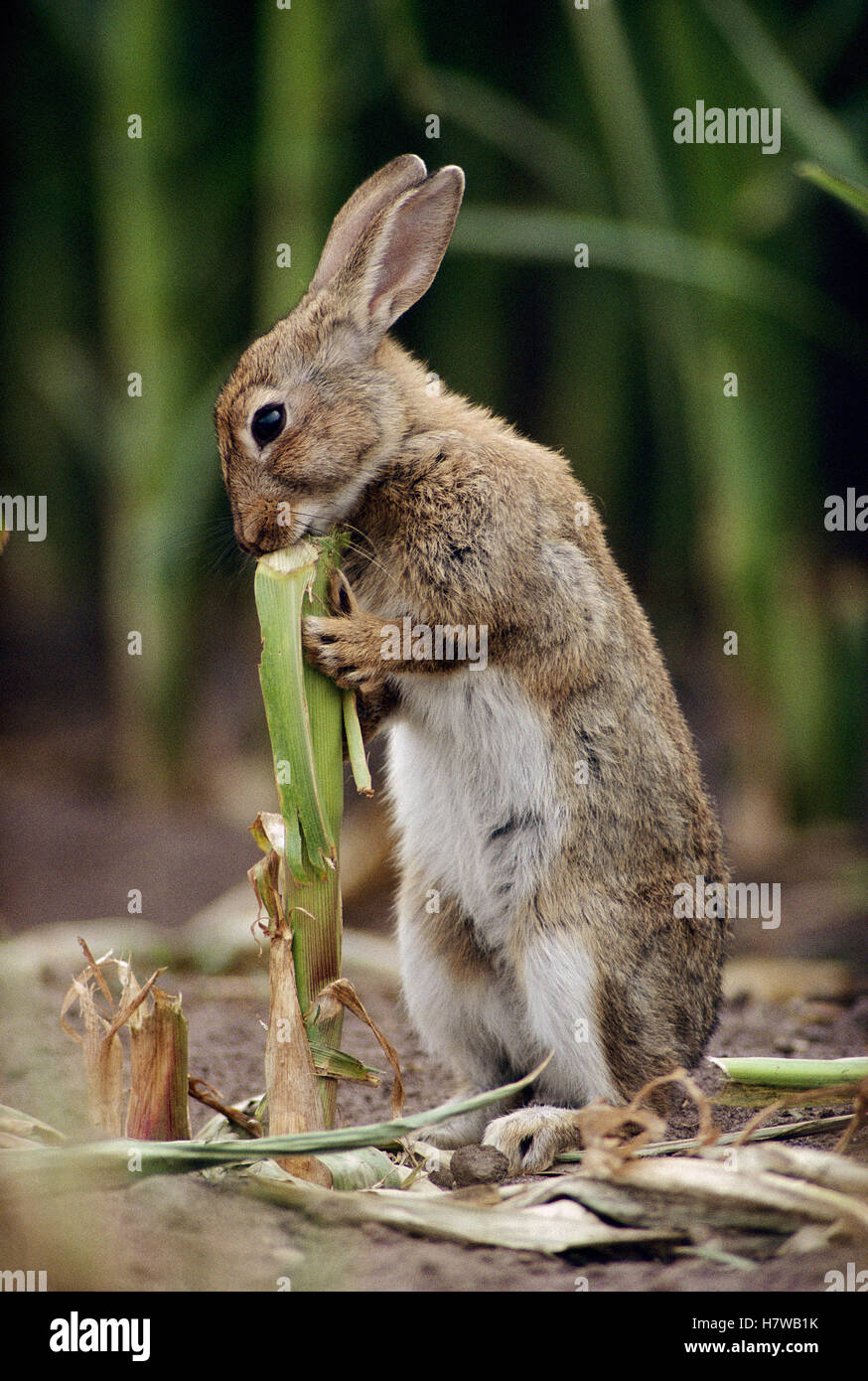 European Rabbit (Oryctolagus cuniculus) feeding on corn stalk, Germany ...