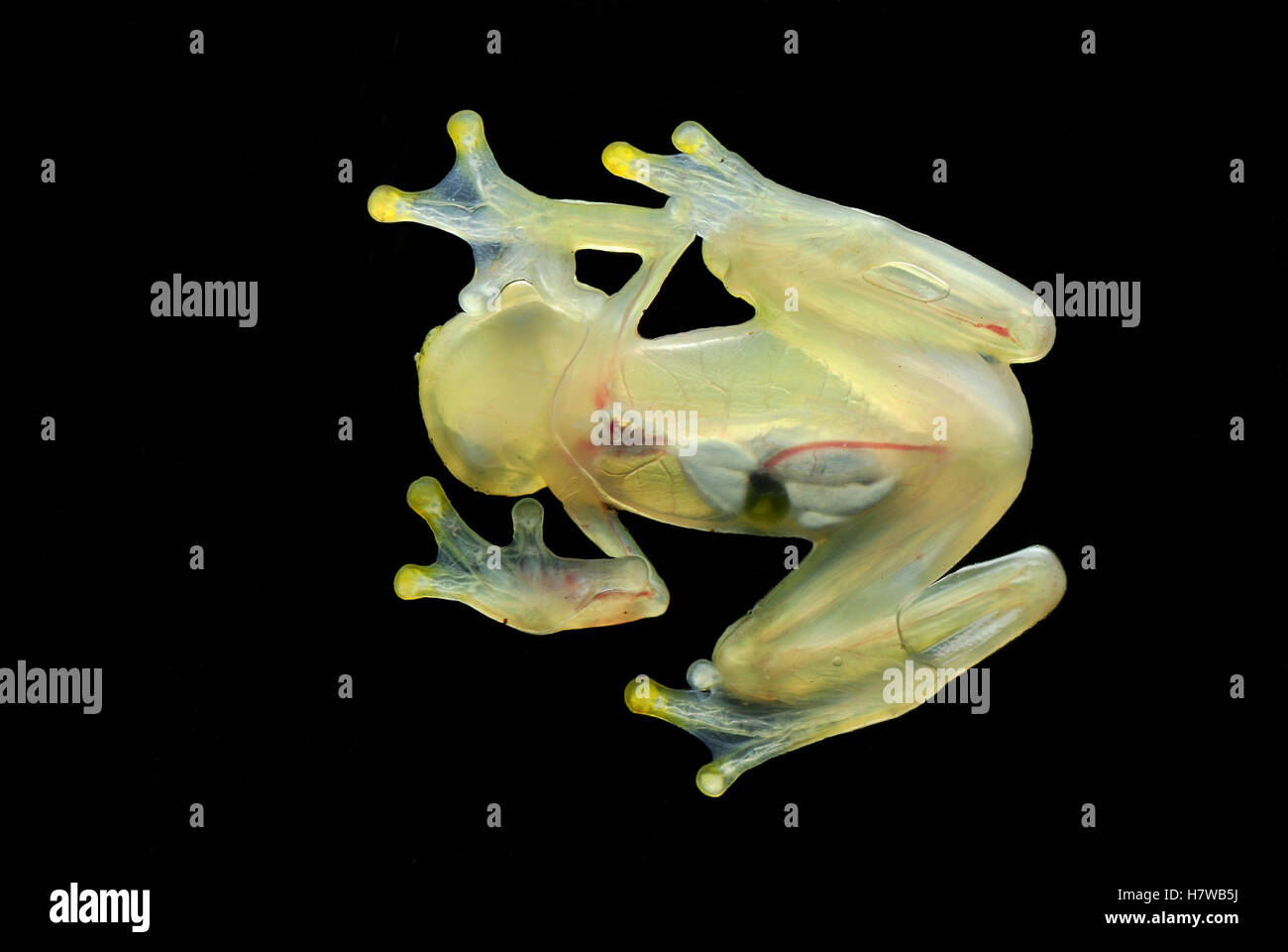Northern Glassfrog (Hyalinobatrachium fleischmanni) underside showing