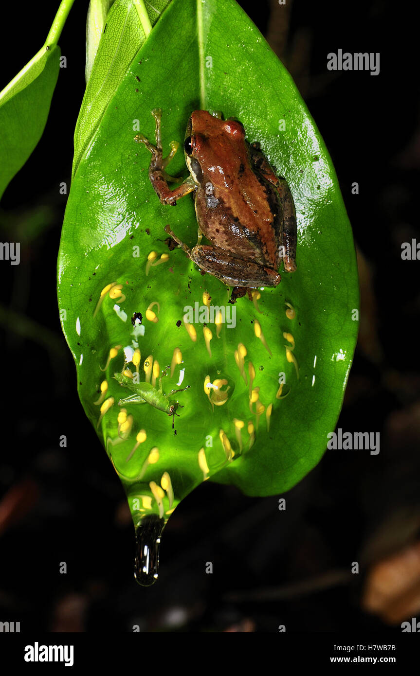 Sainte Marie Madagascar Frog (Guibemantis bicalcaratus) with eggs ...