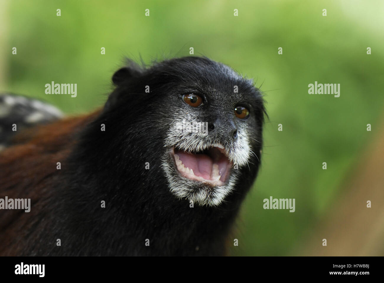Saddle back Tamarin Saguinus Fuscicollis Calling Pacaya Samiria saddle-back-tamarin-saguinus-fuscicollis-calling-pacaya-samiria