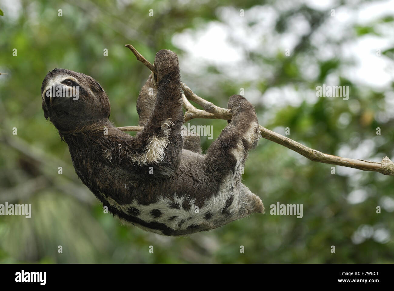 Brown-throated Three-toed Sloth (Bradypus variegatus) hanging on branch ...