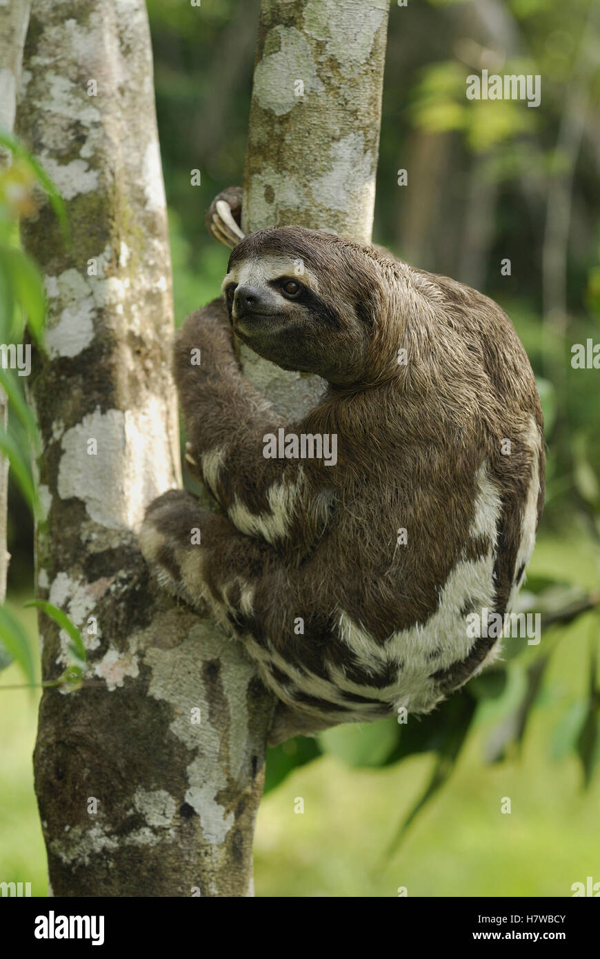 Brown-throated Three-toed Sloth (Bradypus variegatus), Amacayacu ...