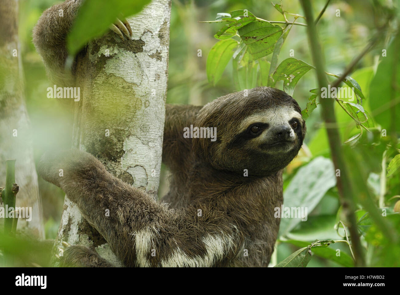 Brown-throated Three-toed Sloth (Bradypus variegatus), Amacayacu ...