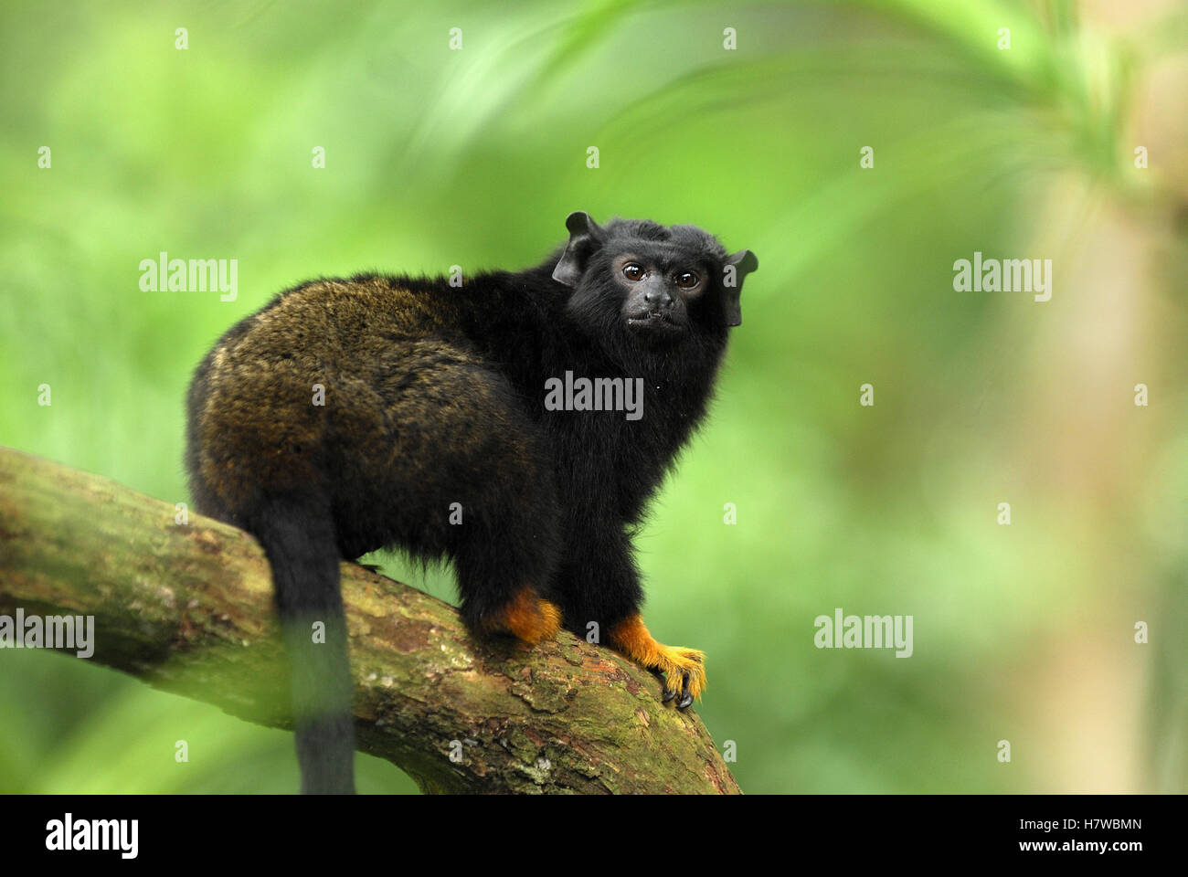 Midas Tamarin (Saguinus midas), Brazil Stock Photo Alamy