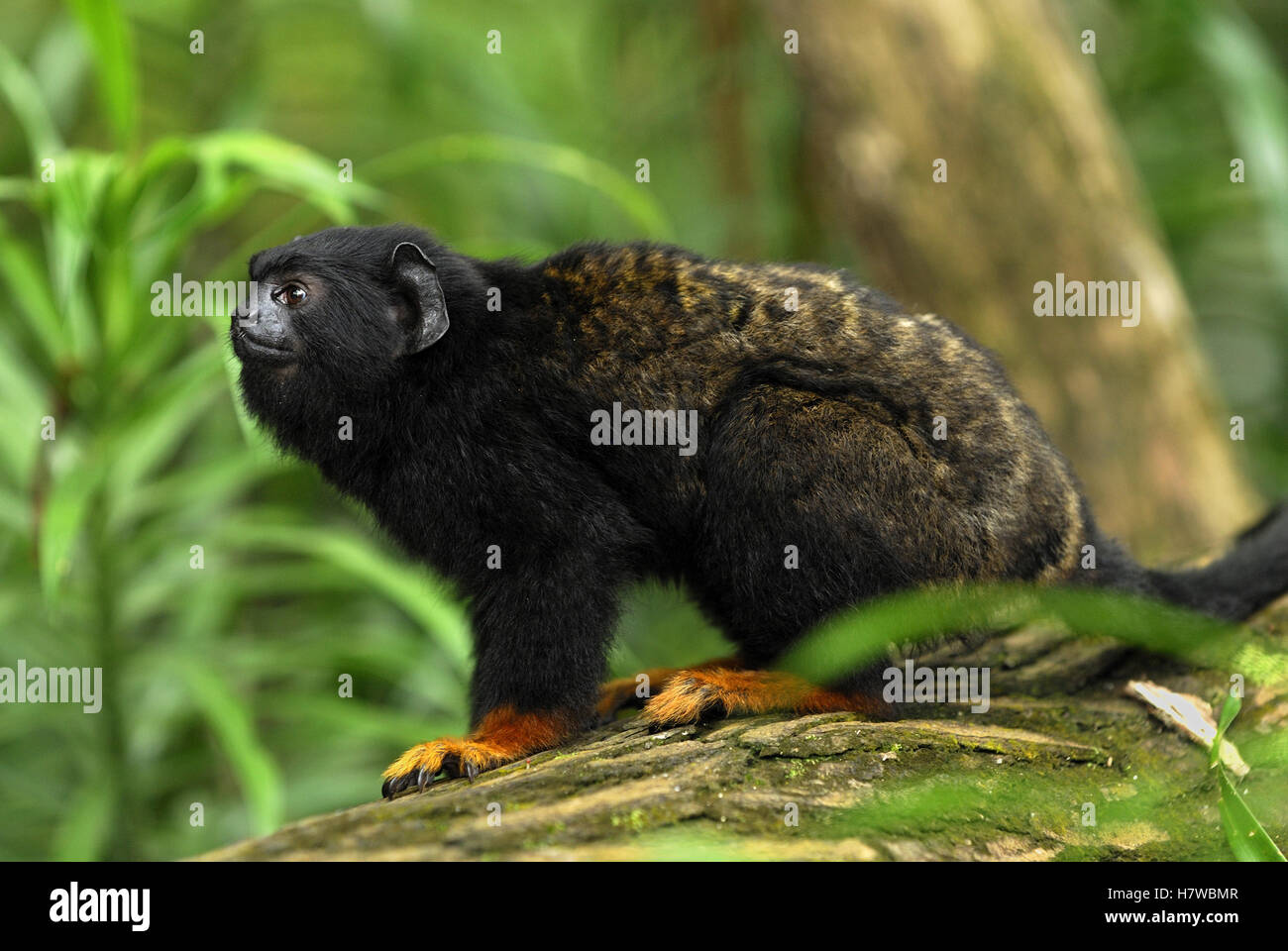 Midas Tamarin (Saguinus midas), Brazil Stock Photo Alamy