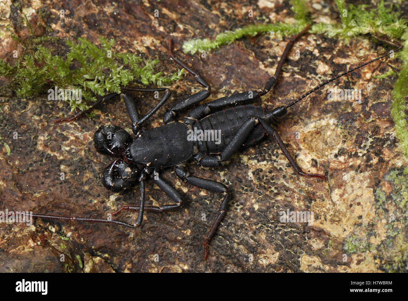 Vinegaroon (Thelyphonidae), a whip scorpion, Danum Valley Conservation