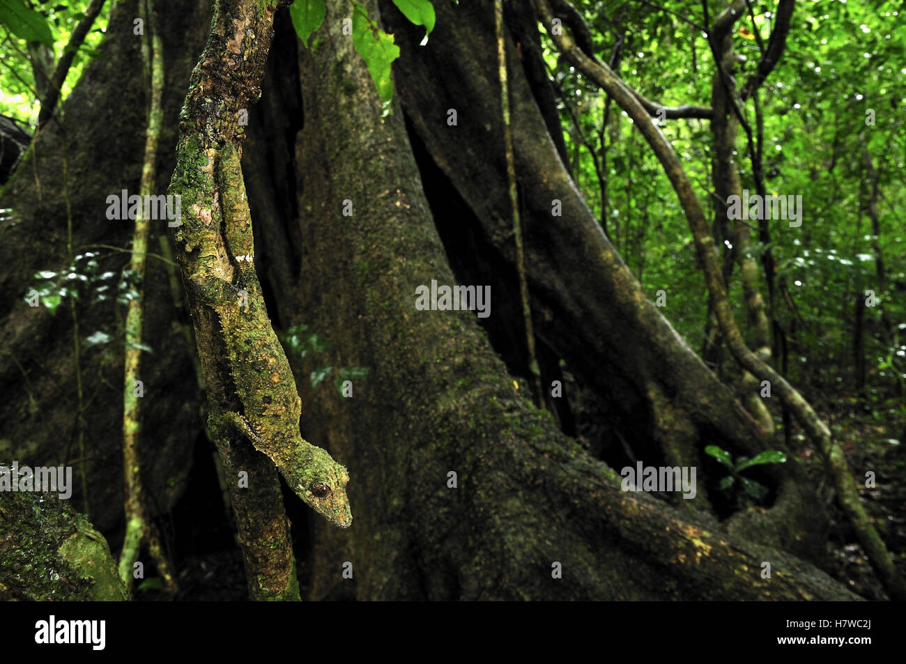 Leaf-tailed Gecko (Uroplatus sikorae) on buttress root, Montagne D