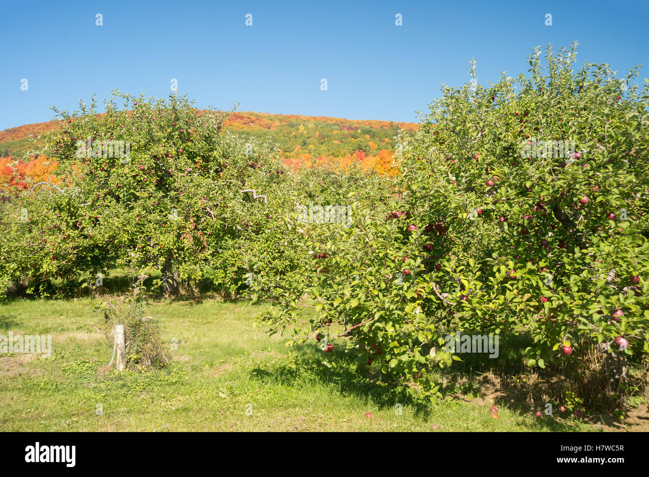 Apple orchards near Mont SaintHilaire in Quebec, Canada Stock Photo