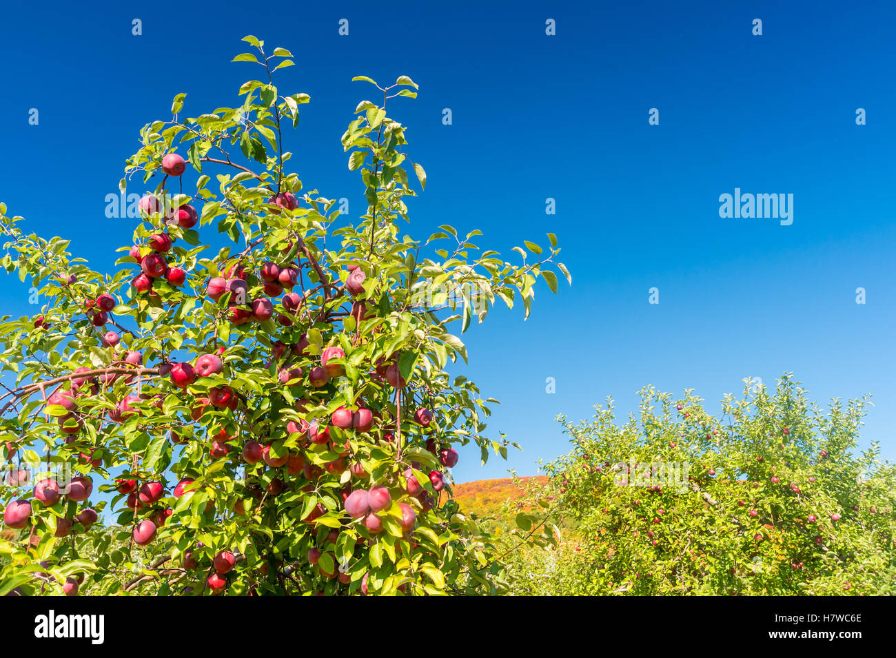 Apple orchards near Mont SaintHilaire in Quebec, Canada Stock Photo Alamy