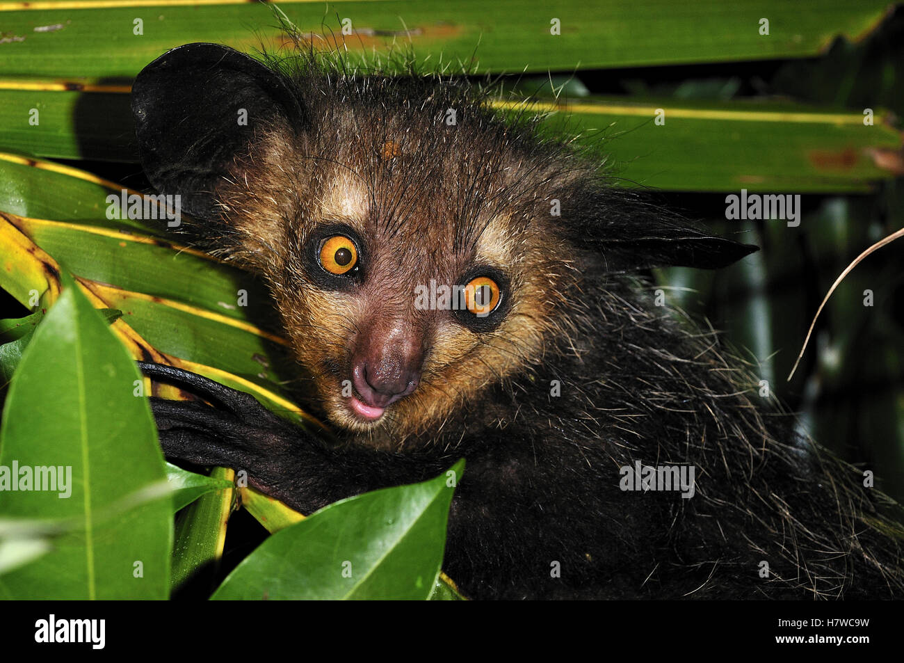Мадагаскарская руконожка ай-ай. Мадагаскарская руконожка полуобезьяна. Чучундра. Лемур руконожка. Айе-айе мадагаскарская руконожка.