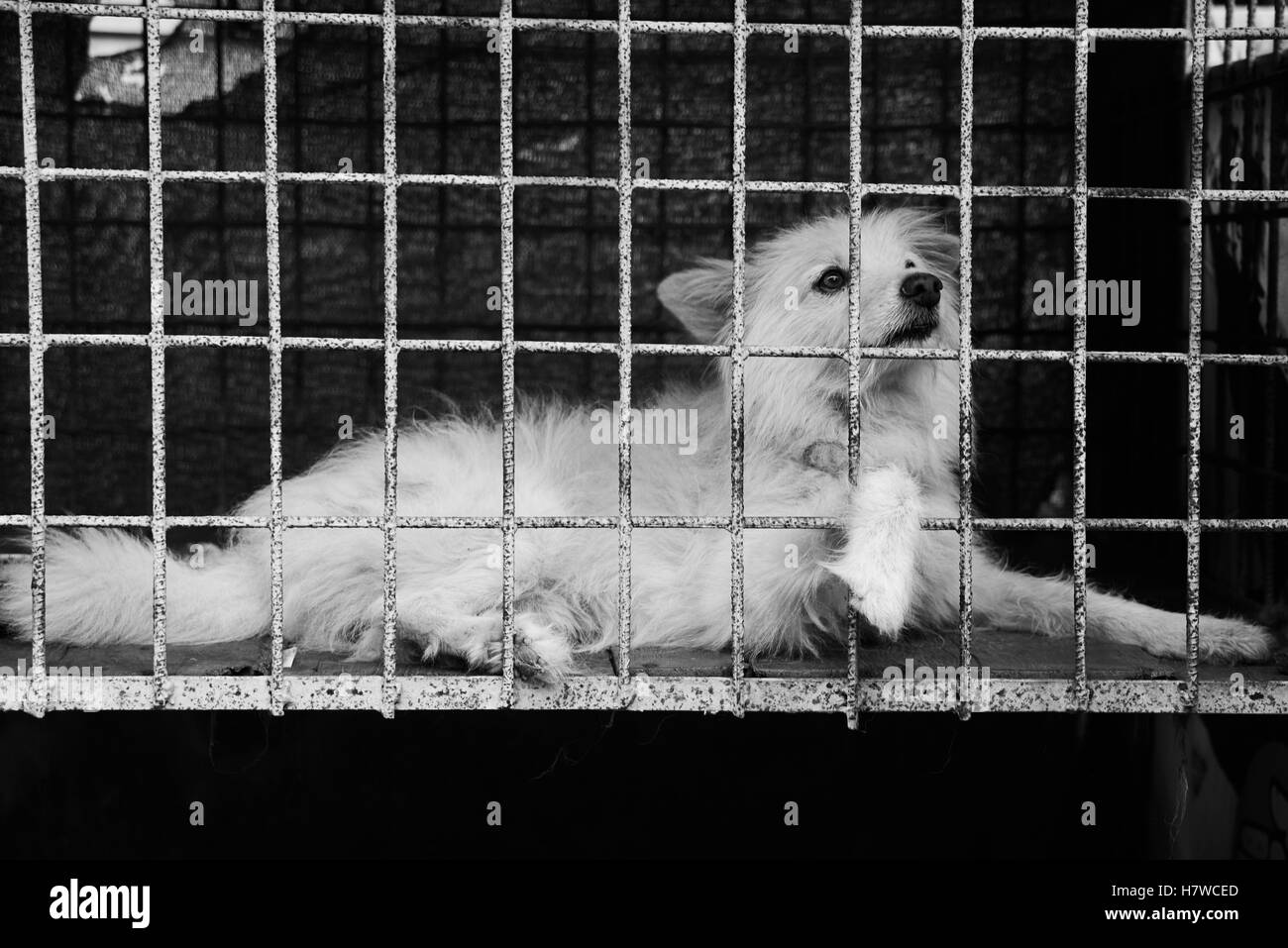 dog caged up Stock Photo - Alamy