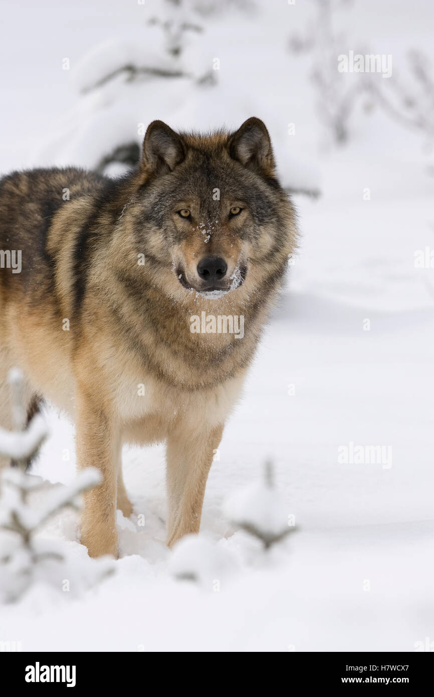 Timber Wolf (Canis lupus) in snow, western Alberta, Canada Stock Photo ...