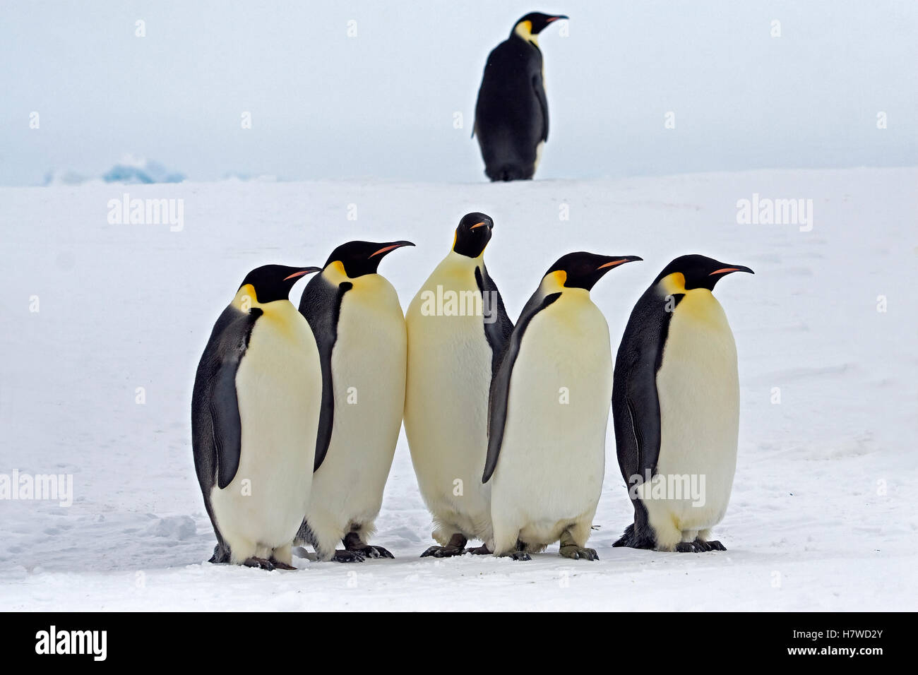 Emperor Penguin (Aptenodytes forsteri) group, Antarctica Stock Photo ...