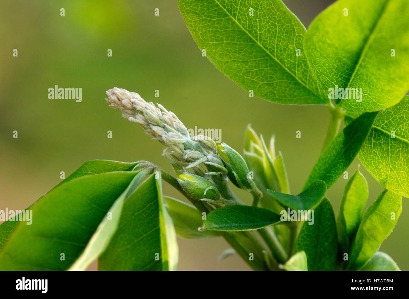 Golden Chain Tree (Laburnum anagyroides) budding, Netherlands Stock