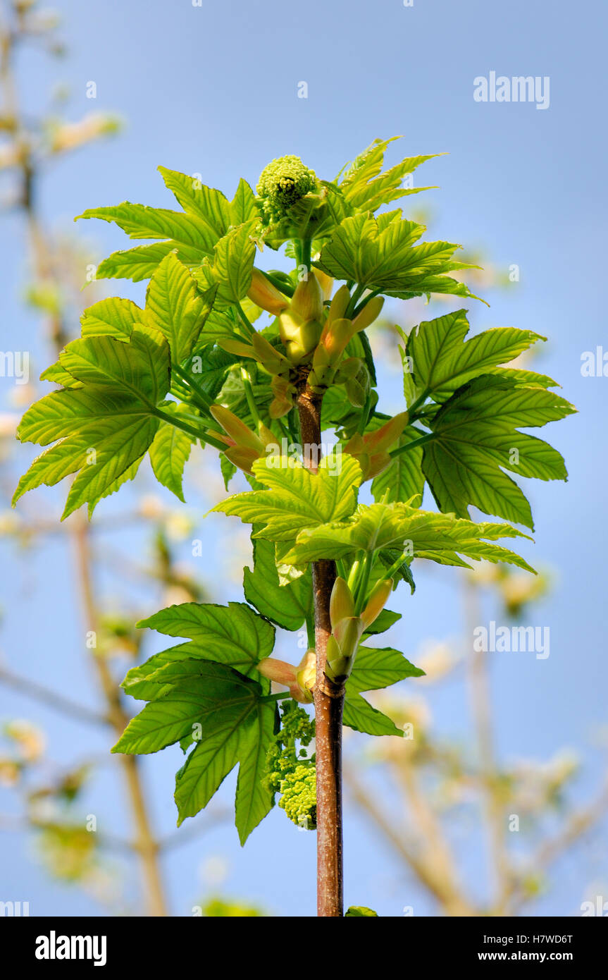 Sycamore (Acer pseudoplatanus) branch with leaves, Netherlands Stock Photo