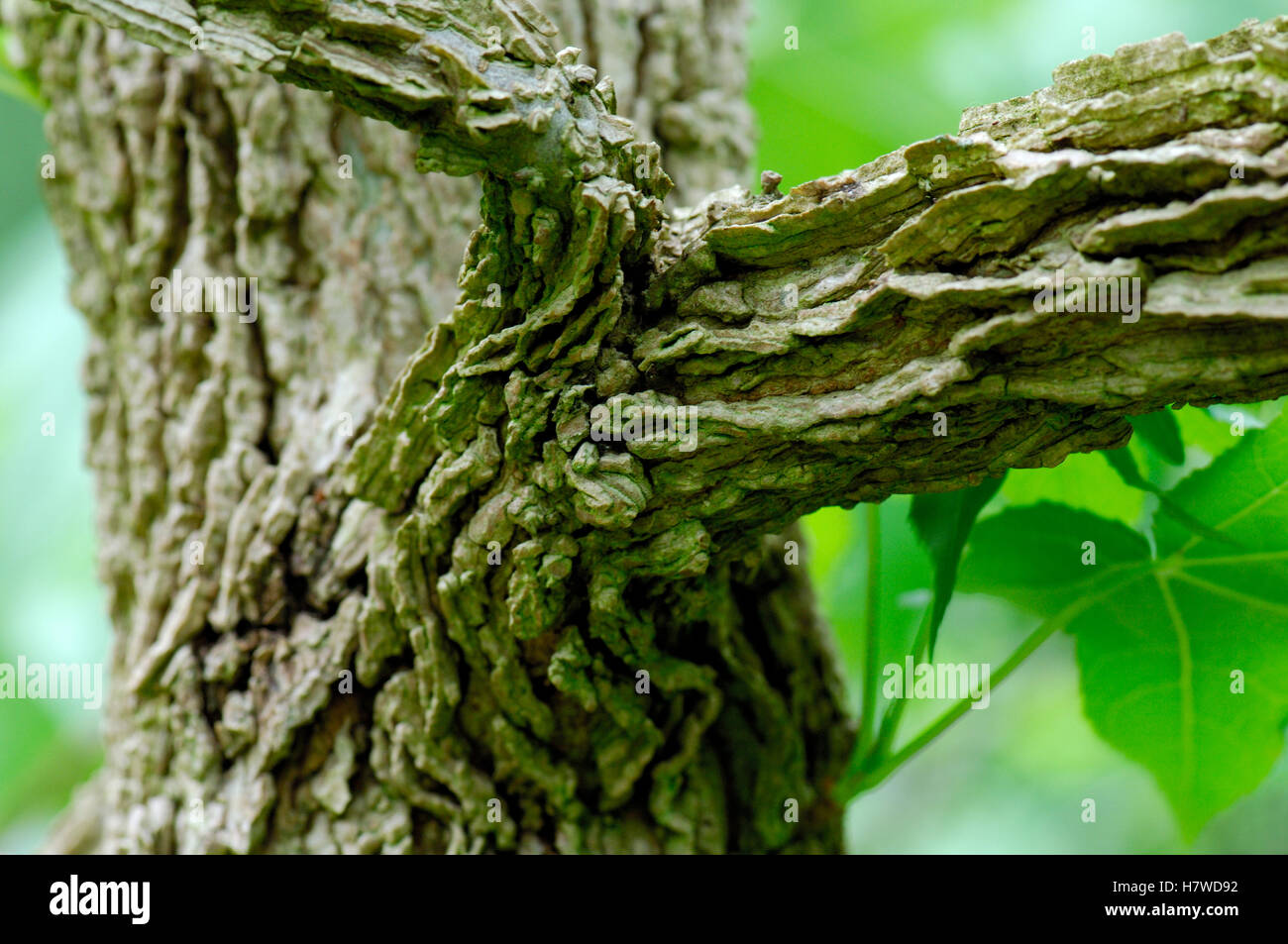 Sweetgum Liquidambar Styraciflua Trunk Netherlands Stock Photo Alamy