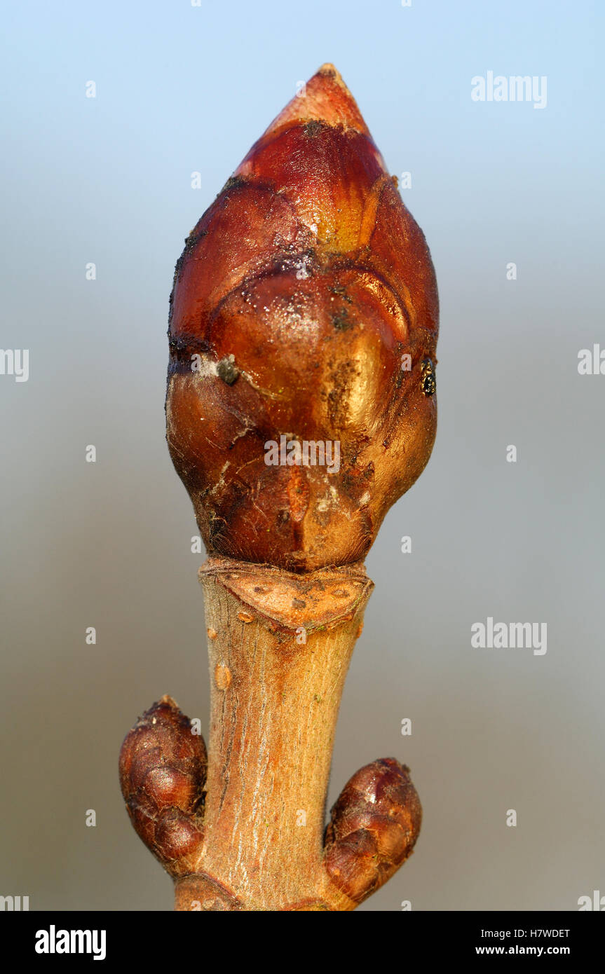 Horse Chestnut (Aesculus hippocastanum) budding, Netherlands Stock Photo