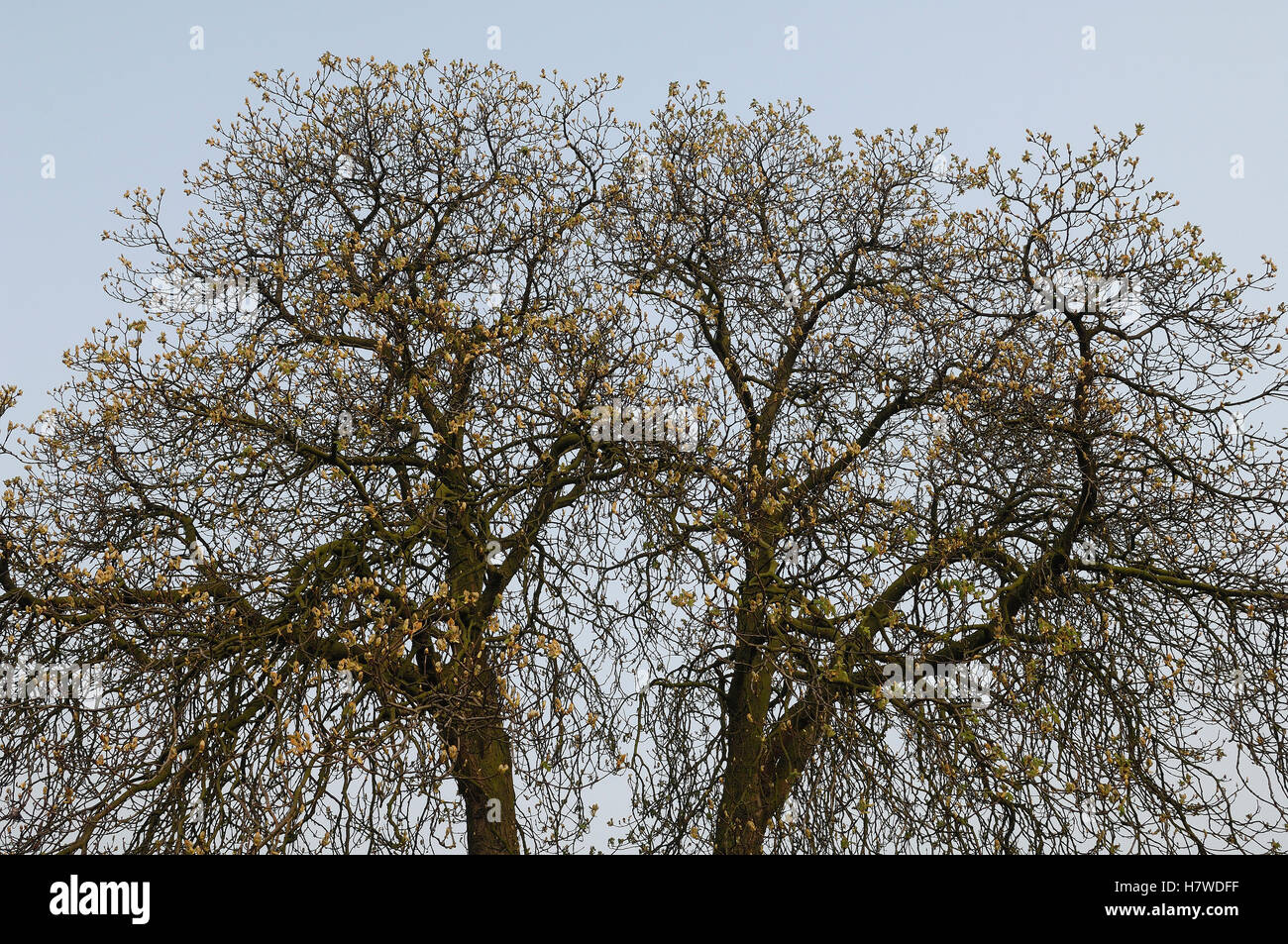 Horse Chestnut (Aesculus hippocastanum) trees, Netherlands Stock Photo