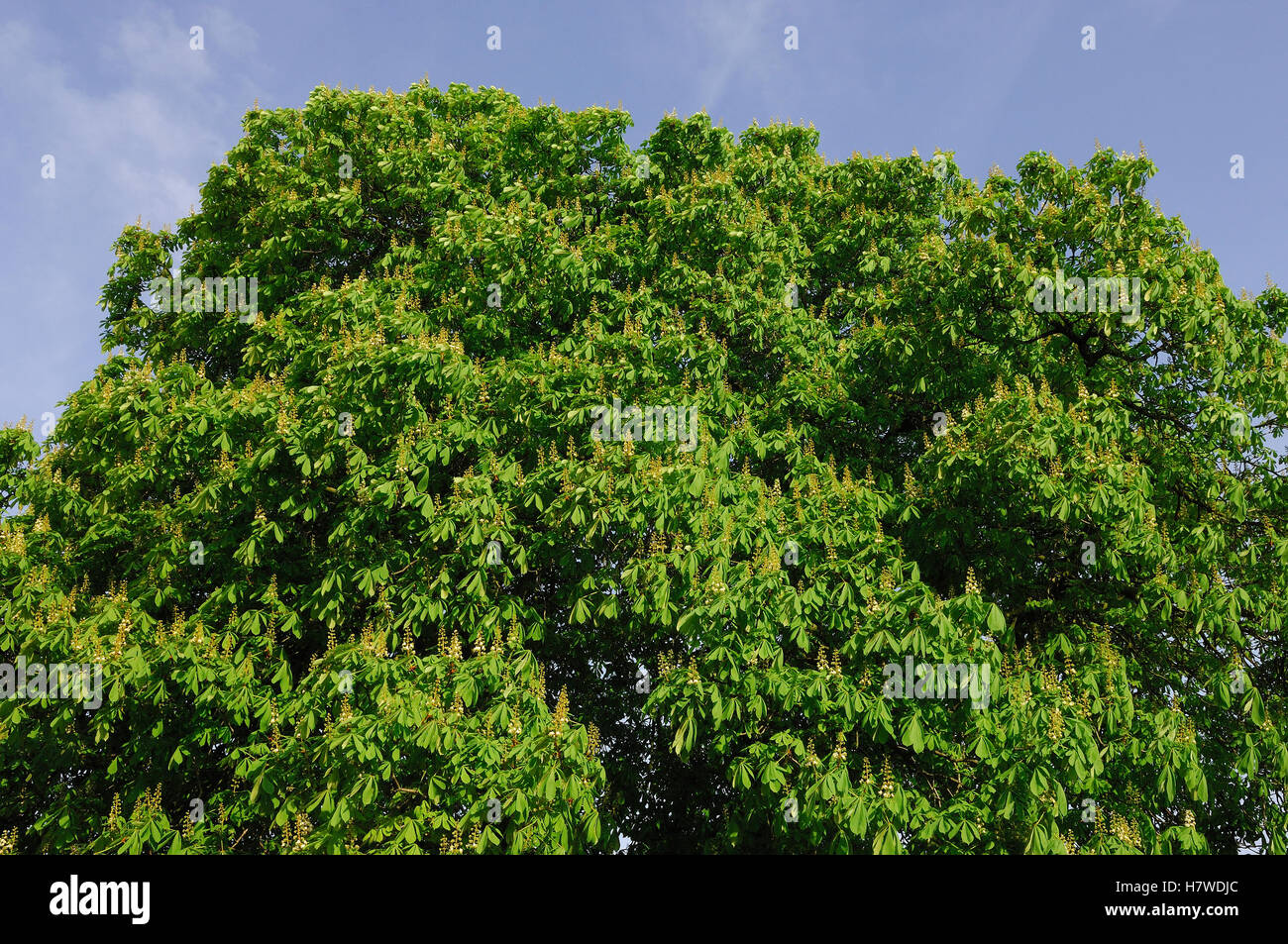 Horse Chestnut (Aesculus hippocastanum), Netherlands Stock Photo