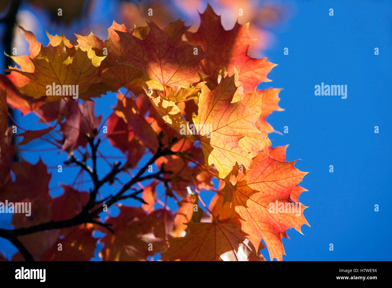 Norway Maple Acer Platanoides Autumn Leaves Germany Stock Photo Alamy norway-maple-acer-platanoides-autumn-leaves-germany-stock-photo-alamy