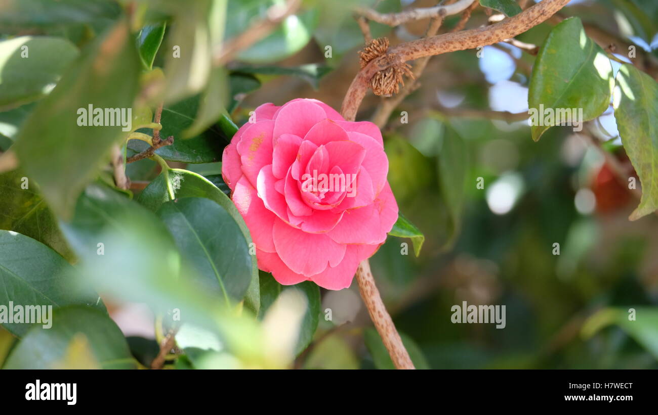 Single brilliant, vibrant pink flower among green leaves in spring Stock Photo