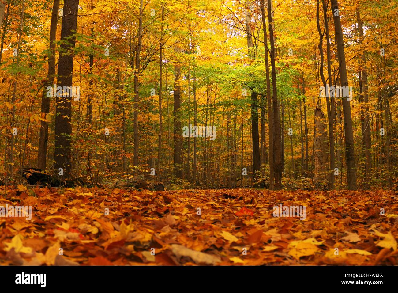 Changing autumn leaves in the North Chagrin Reservation in Willoughby, Ohio in Northeast Ohio. Stock Photo