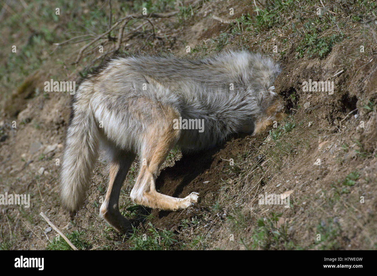 Gray Wolf (Canis lupus) digging for ground squirrels, Denali National ...