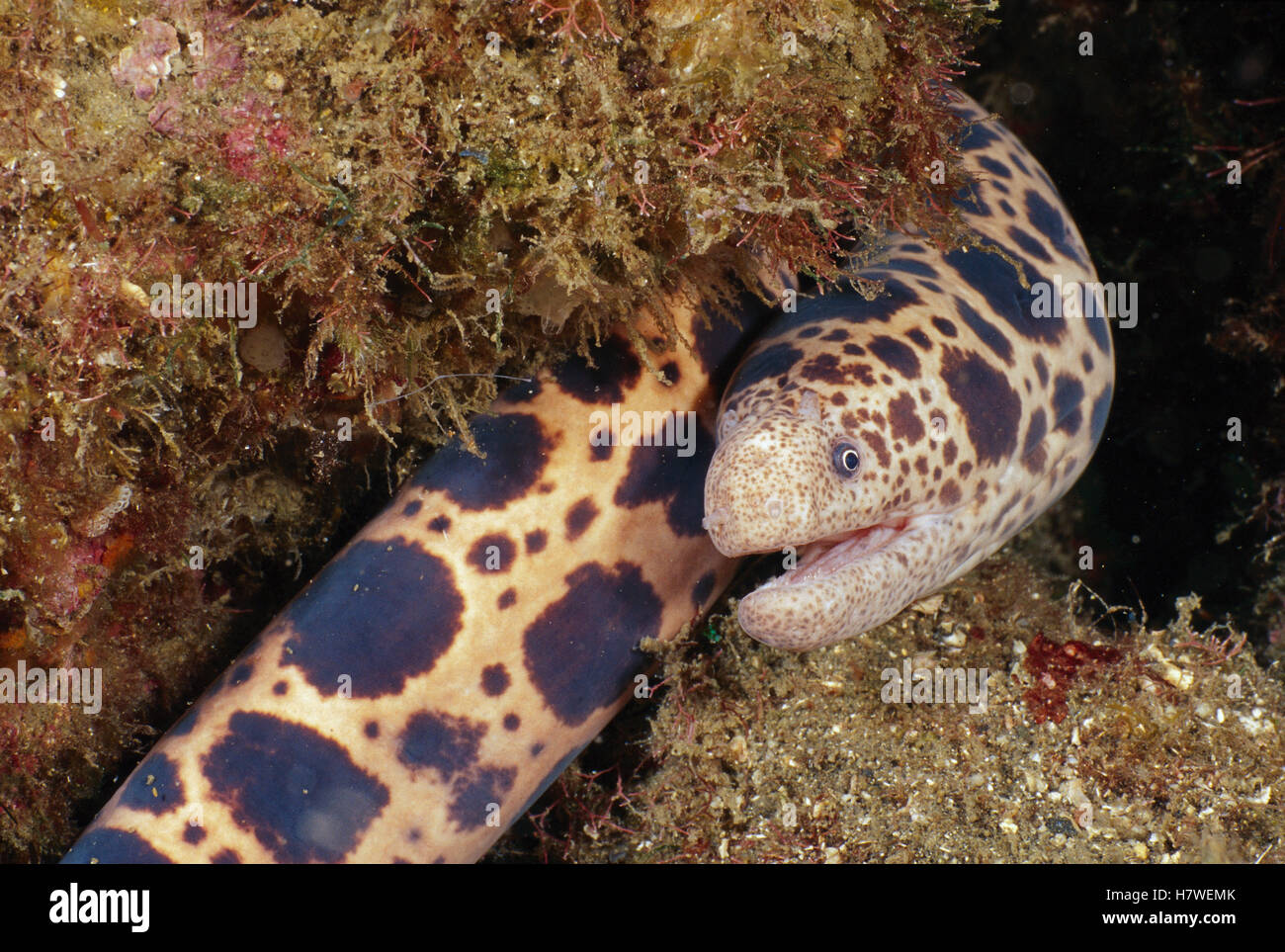 Tiger Eel (Scuticaria tigrina), Socorro Island, Mexico Stock Photo - Alamy