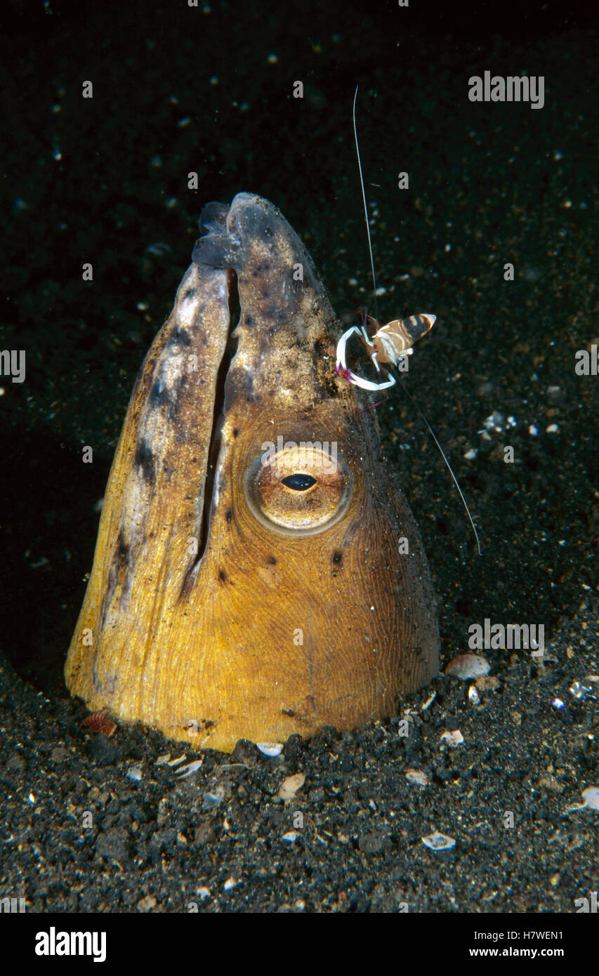 Black-finned Snake Eel (Ophichthus melanochir) being cleaned by a ...