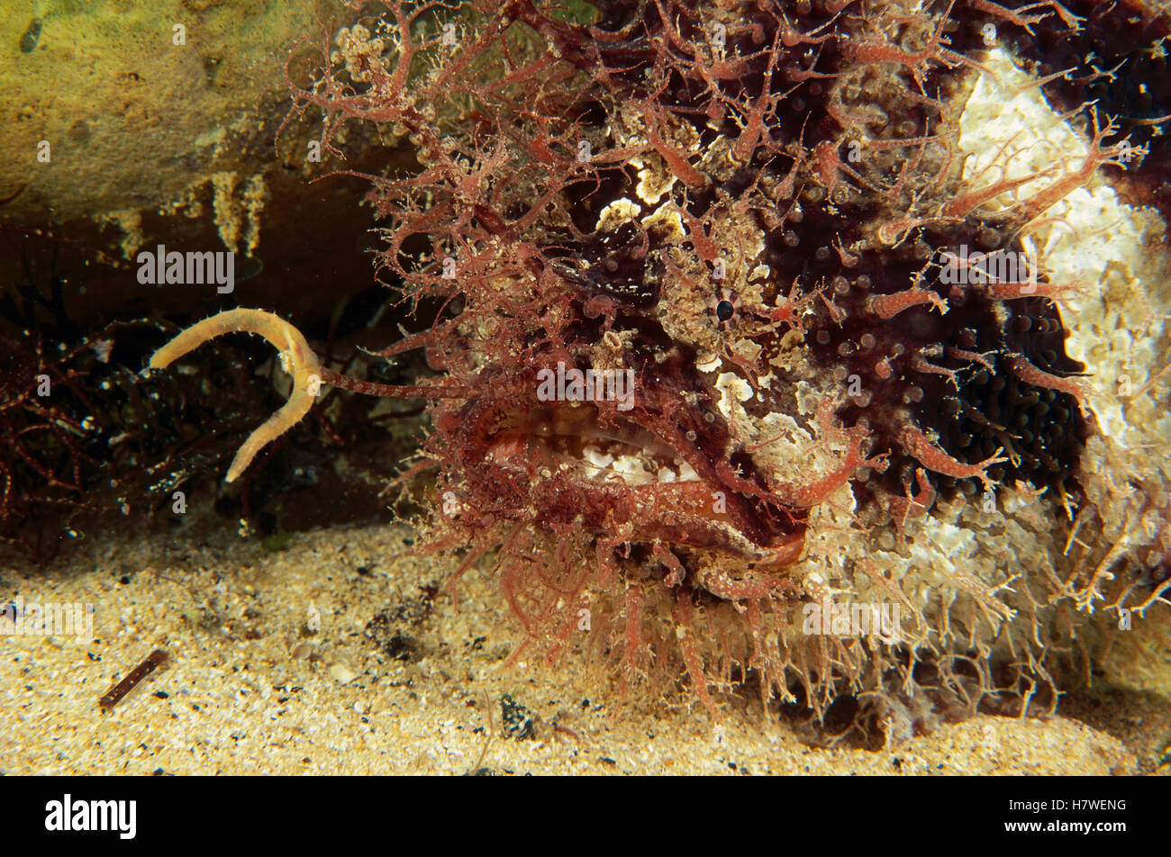 Tasselled Frogfish (Rhycherus filamentosus) hiding in red alge waiting for prey showing lure, Edithburgh, Australia Stock Photo