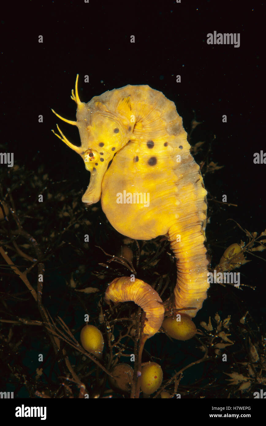 Bigbellied Seahorse (Hippocampus abdominalis) clinging to seaweed