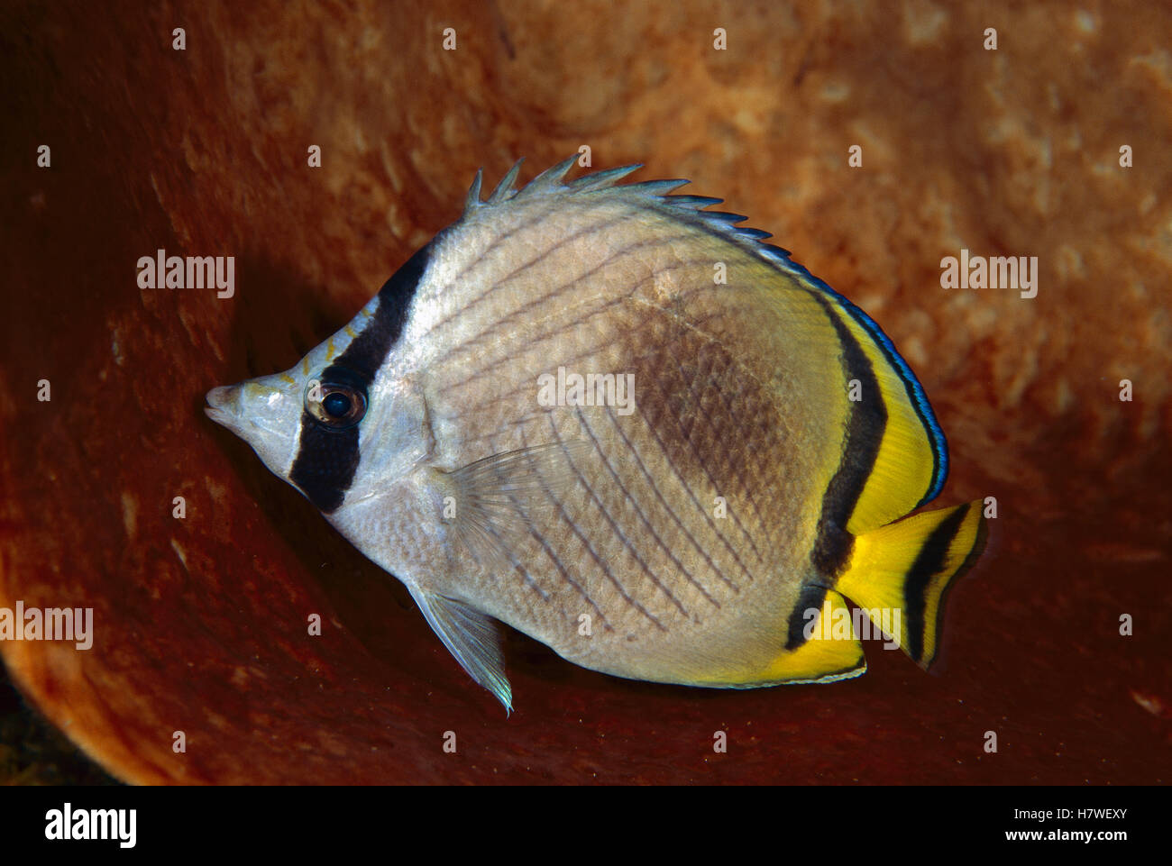 Vagabond Butterflyfish main image 1